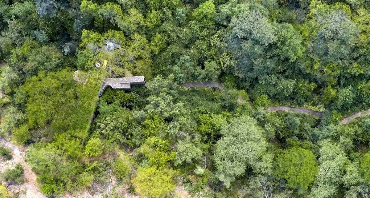 جنگلی‌ترین خانۀ دنیا؛ راهرو‌هایی که از بین درختان می‌گذرند/ عکس
