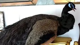طاووس شانه سیاه گران‌ ترین طاووس جهان