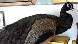 طاووس شانه سیاه گران‌ ترین طاووس جهان