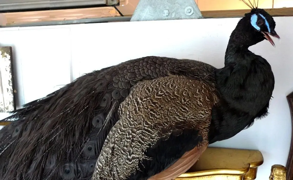 طاووس شانه سیاه گران‌ ترین طاووس جهان