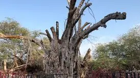 (ویدئو) درخت انجیر معابد ۵۰۰ ساله کیش از بین رفت!
