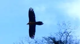 نمایی خیره‌کننده از پرنده کمیاب و باشکوه ایران در جنگل‌های هیرکانی + عکس