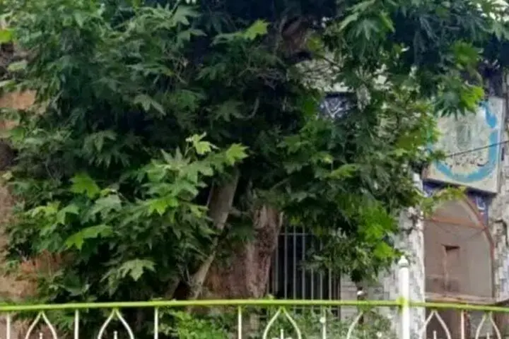 ثبت درخت کهنسال شاندیز در فهرست میراث طبیعی کشور