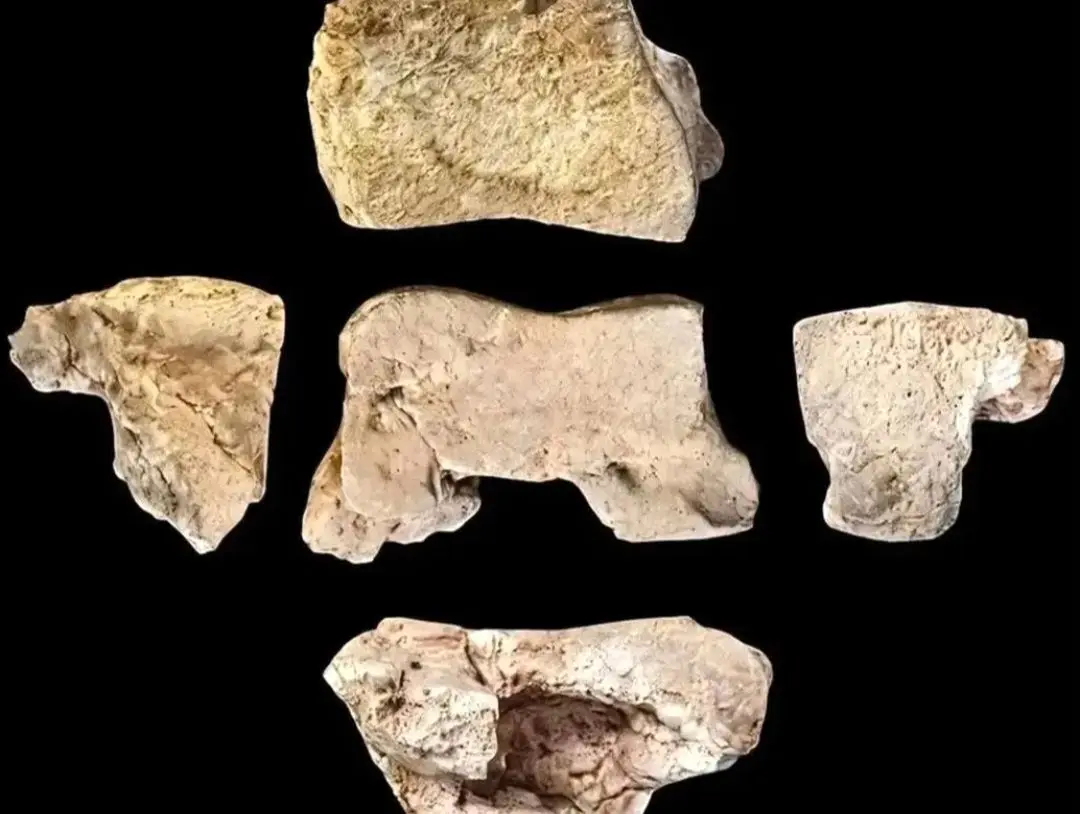 کشف نخستین مدرک مستقیم باستان‌شناسی از فیل‌های جنگی