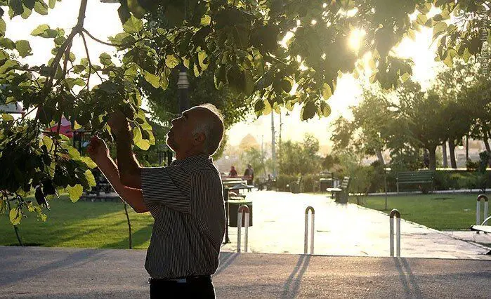 درختی که نذر امامزاده بود