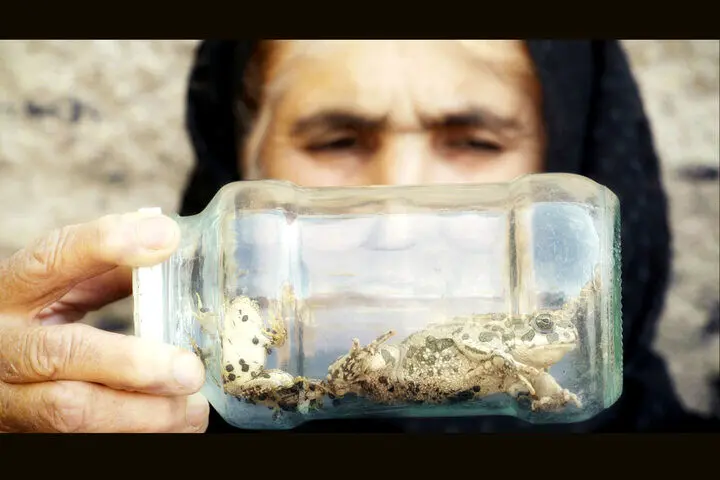 مستندی از همزیستی ۴ ساله با لک‌لک‌ها