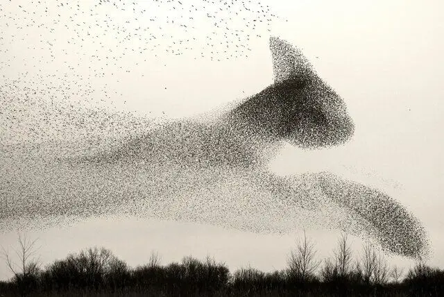 تصاویر حیرت‌انگیز از پروازهای دسته‌جمعی