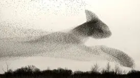 تصاویر حیرت‌انگیز از پروازهای دسته‌جمعی