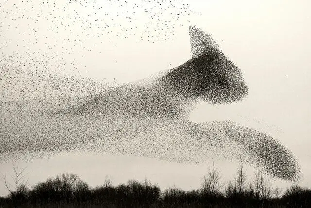 تصاویر حیرت‌انگیز از پروازهای دسته‌جمعی