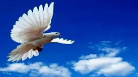 «پایپر»، پرنده کوچک تلاشگر/ویدیو