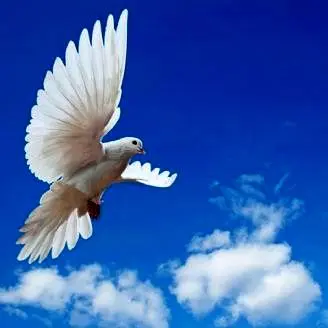 «پایپر»، پرنده کوچک تلاشگر/ویدیو