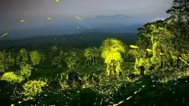 عکاس هندی چگونه این عکس‌های جادویی را از جنگل گرفت؟
