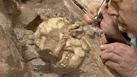 خویشاوند ۳ میلیون سالۀ انسان از دل سنگ بیرون آمد