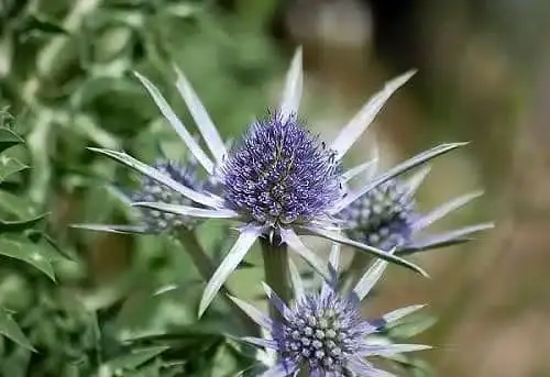 معروف ترین «خار» تاریخ را بشناسید!