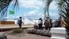 سقوط نخل در جشنواره کن