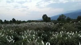 یک مستند هیچکاکی در سینما حقیقت/پرندگانی که باغ ۷ برادر را نابود کردند