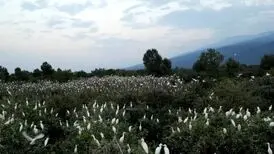 یک مستند هیچکاکی در سینما حقیقت/پرندگانی که باغ ۷ برادر را نابود کردند