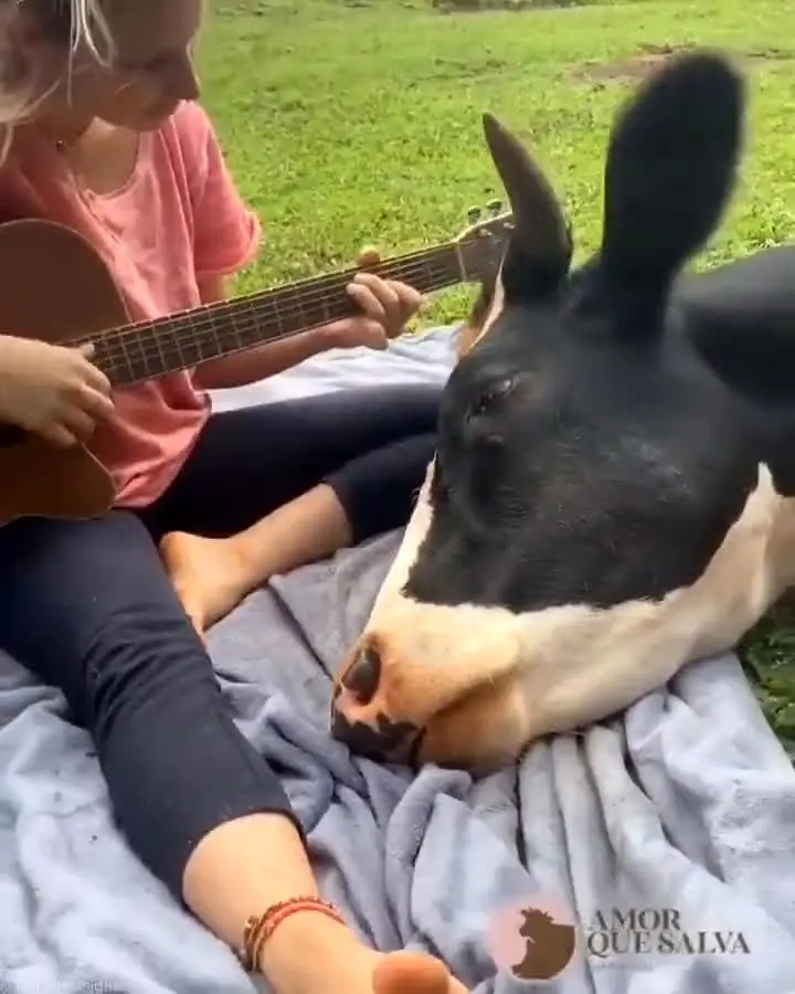 واکنش بامزه یک گاو به نواختن موسیقی