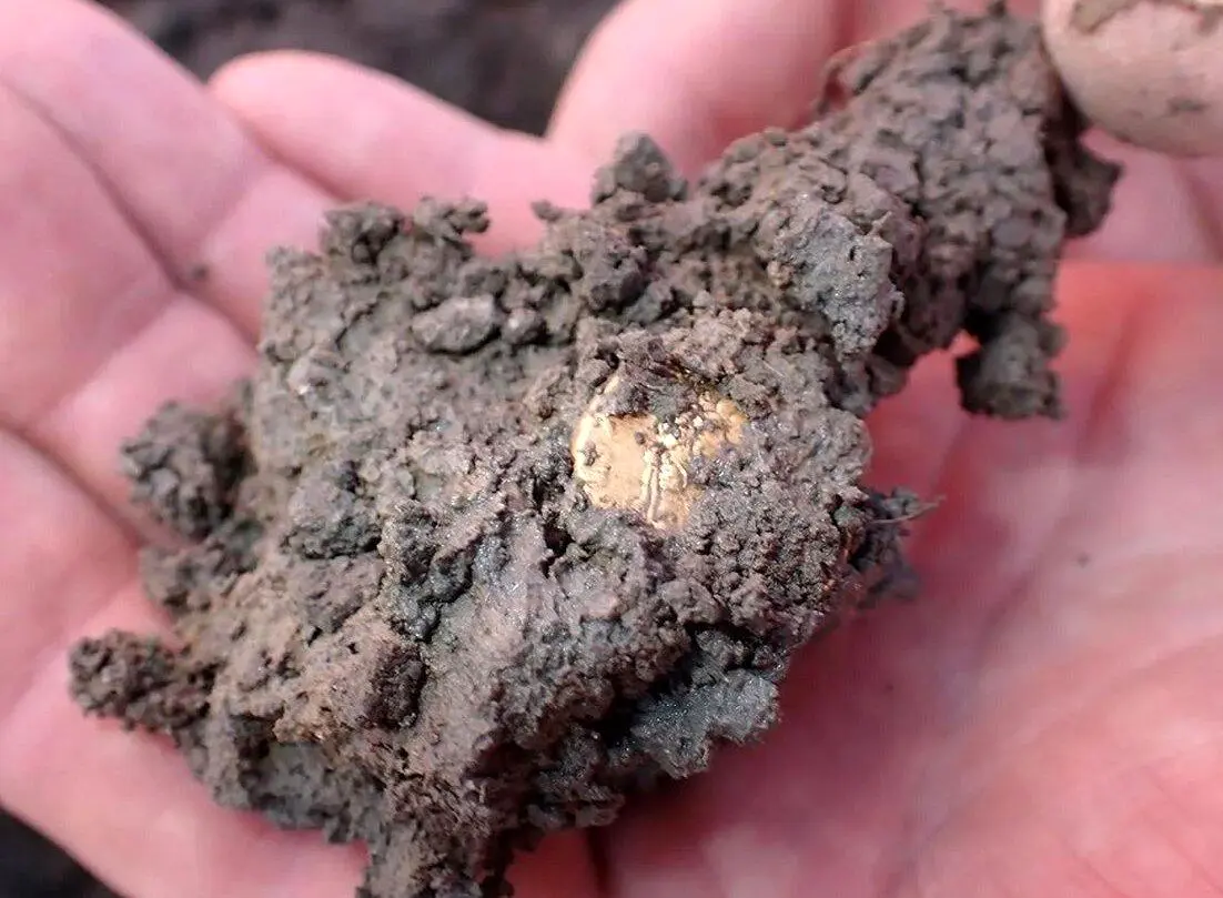 جویندگان مبتدی، گنجینه طلا و نفره پیدا کردند!