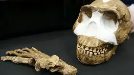 کشف تازه علمی: ریشه همه انسان‌ها در جنوب آفریقا بوده است!