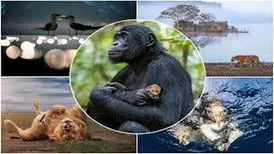 خا‌ص‌ترین تصاویر از حیات وحش در میان برندگان مسابقه عکاسی Nature inFocus
