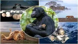خا‌ص‌ترین تصاویر از حیات وحش در میان برندگان مسابقه عکاسی Nature inFocus
