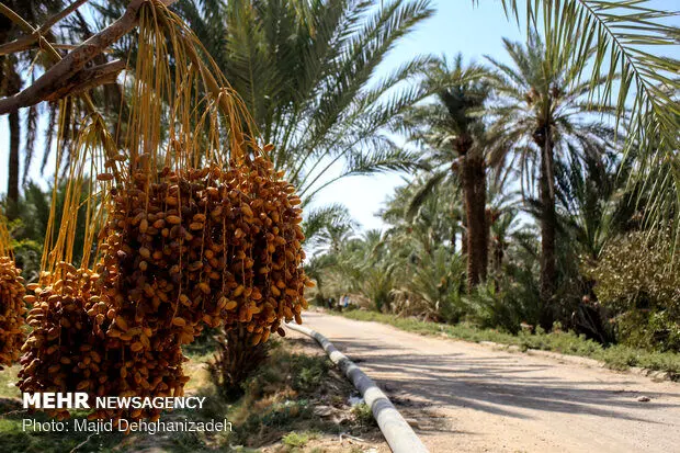 «نخل» در فهرست میراث ناملموس یونسکو به ثبت رسید