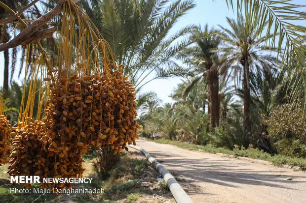 «نخل» در فهرست میراث ناملموس یونسکو به ثبت رسید