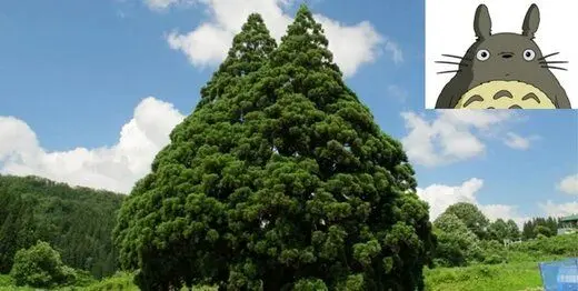 درخت کارتونی ژاپن با عمر ۱۰۰۰ ساله / عکس