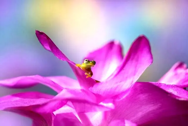 برندگان جایزه جهانی عکاسی ماکرو معرفی شدند / تصاویر