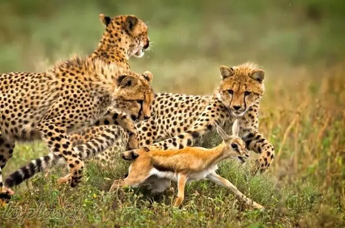 راز بقای راز بقا