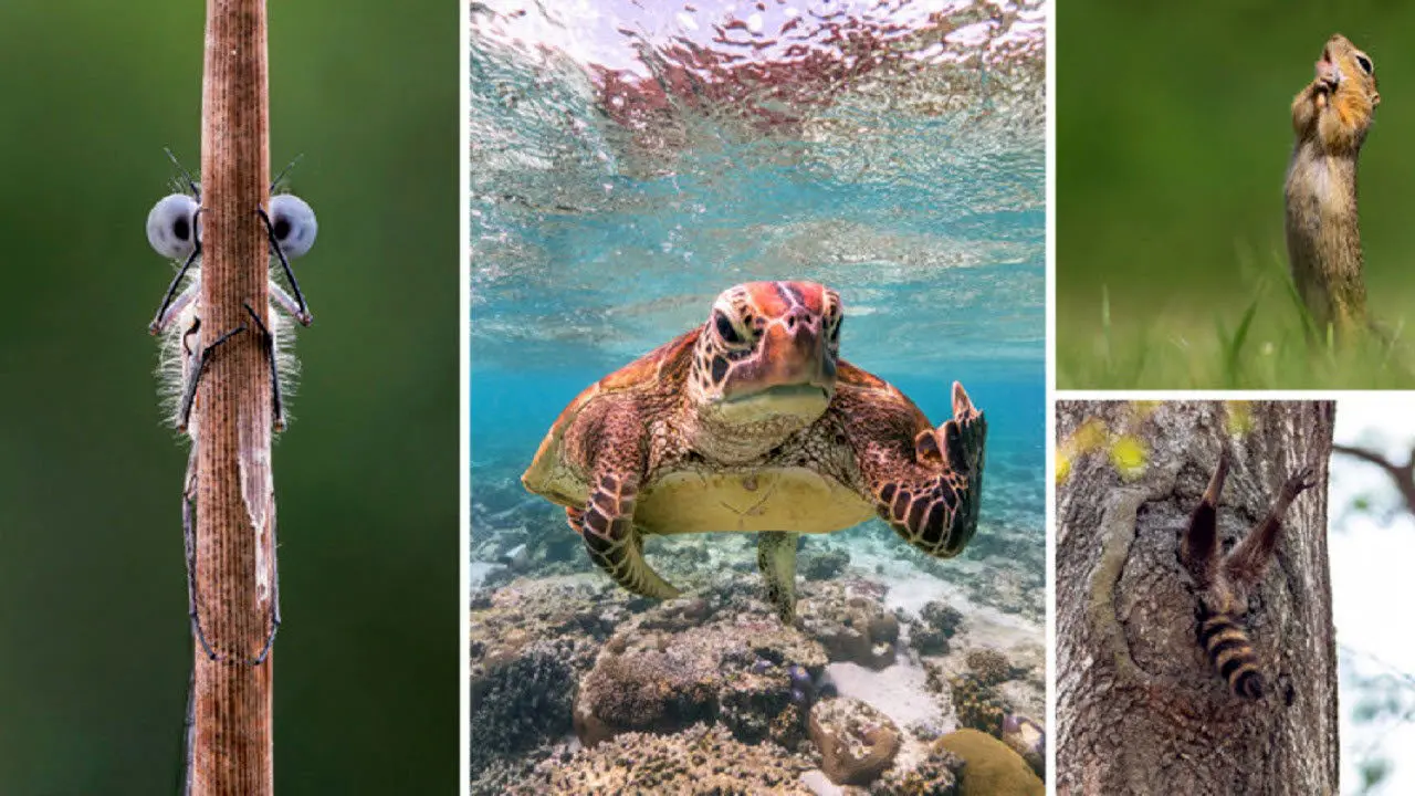 برترین تصاویر کمدی حیات وحش سال ۲۰۲۰ معرفی شدند