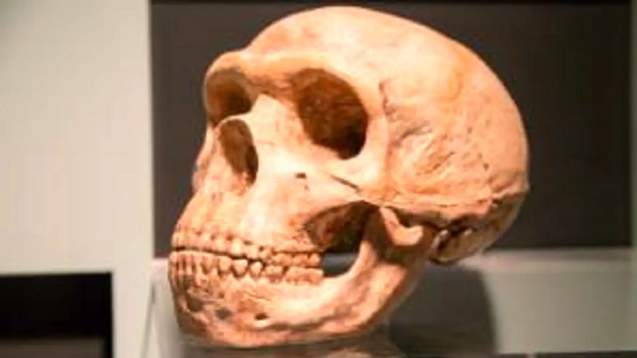 آیا اسکلت کودک نئاندرتال پرده از رازی بزرگ ‌برمی‌دارد؟