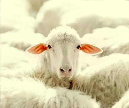 عکس‌هایی که حتماً باید ببینید