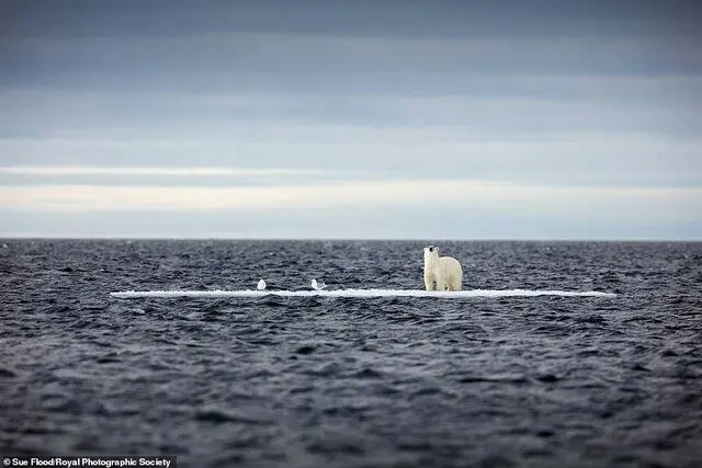 برندگان رقابت عکاسی علوم سال ۲۰۲۰ اعلام شدند/ تصاویر
