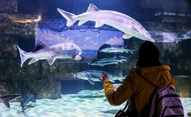 بزرگترین آکواریوم ایران را ببینید/ تصاویر‌