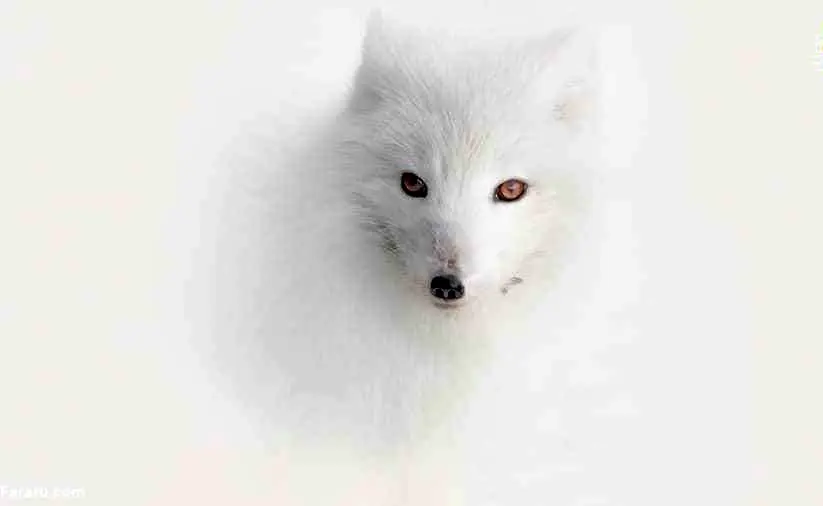 برندگان مسابقه عکاسی سفر در سال ۲۰۲۰/ تصاویر‌