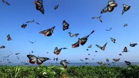 جهان به روایت عکس های منتخب گاردین
