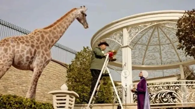 سیرک حیات وحش در دراکولا؛ چرا محیط زیست مجوز می‌دهد؟