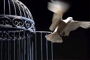 داستان کوتاه قفس صادق چوبک