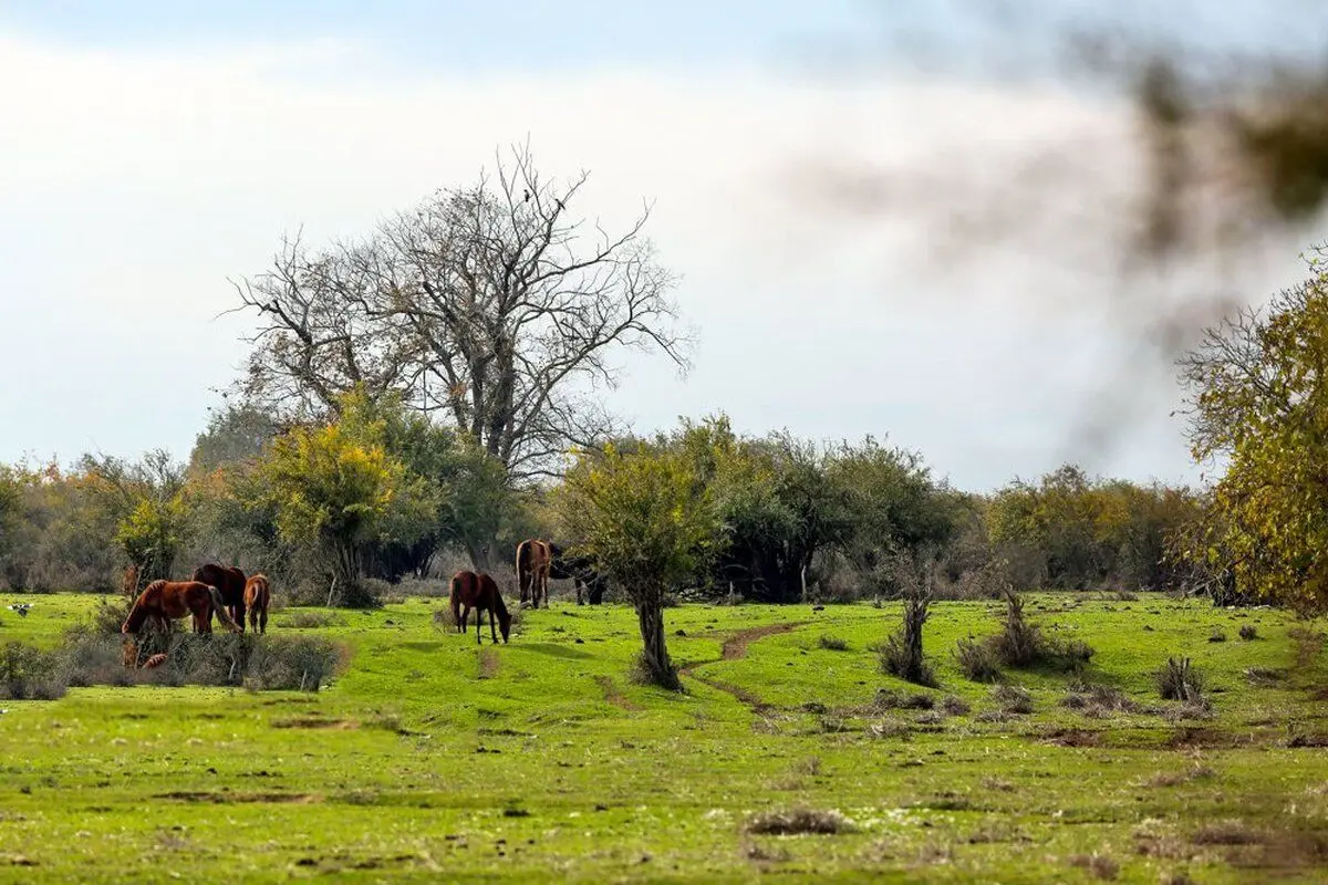 بازهم درگیری دو سازمان دولتی در میانکاله
