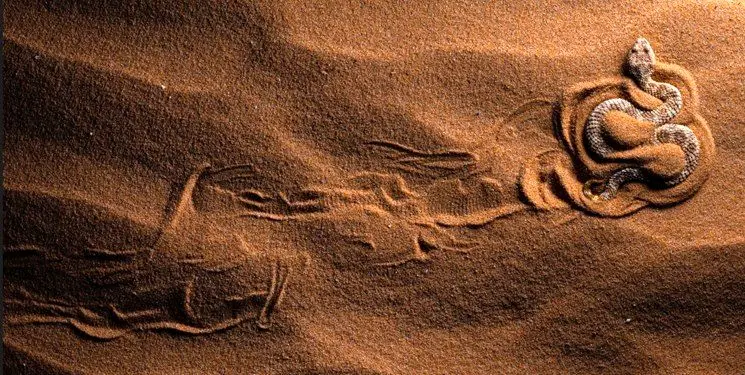 شگفت‌انگیزترین کلوزآپ‌های سال 2023
