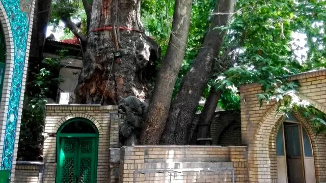 روشن کردن شمع عامل سوختن چنار تاریخی برغان