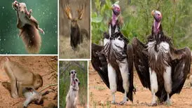 عکس های بامزه فینالیست های جایزه عکس کمدی حیات وحش ۲۰۲۲
