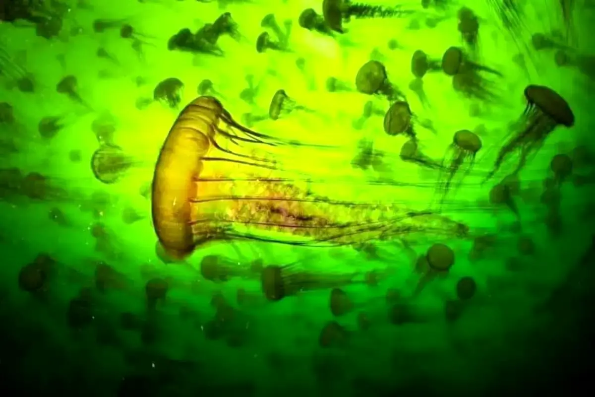 ۱۵ عکس خیره‌کننده از مسابقه «عکاس حیات‌وحش سال ۲۰۲۵» 
