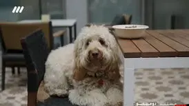 صداوسیما با دومینو، علیه دوستداران حیوانات خانگی