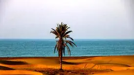 تصویر تاسف‌بار از قطع شدن تک درخت ساحل دَرَک/ عکس