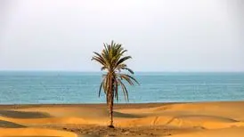 تصویر تاسف‌بار از قطع شدن تک درخت ساحل دَرَک/ عکس