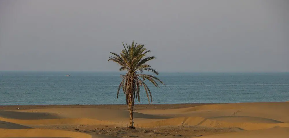 تصویر تاسف‌بار از قطع شدن تک درخت ساحل دَرَک/ عکس