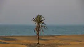 تصویر تاسف‌بار از قطع شدن تک درخت ساحل دَرَک/ عکس